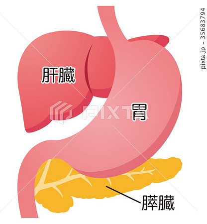 膵臓のイラスト素材