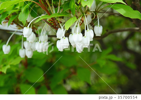 ドウダンツツジ（白花） /179 （ドウダンツツジ 白い壷形の花 - 里山 