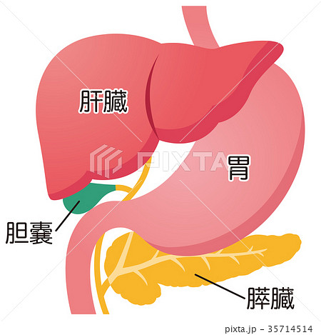 肝臓 胃 胆嚢 膵臓のイラスト素材