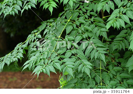 センダン 樹木 羽状複葉 センダン科の写真素材