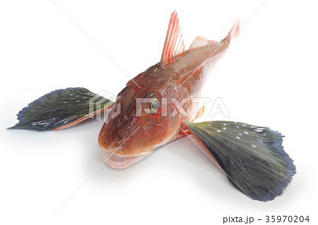 キミヨ 魚 海水魚の写真素材 キミヨ 魚 海水魚の写真素材