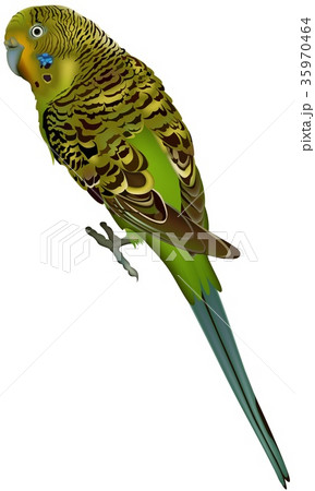 モクレンと緑色のセキセイインコ鳥の日本画 u0ir0tq.jpg