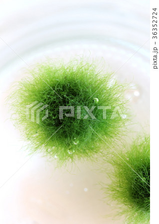まりも 毬藻 植物 水中の写真素材