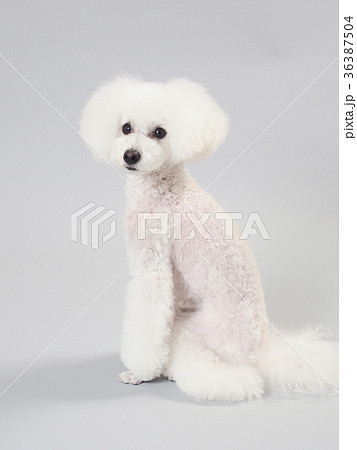 犬 トイプードル 振り向く 屋内の写真素材 - PIXTA