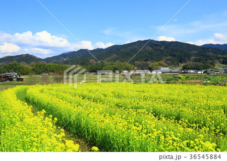 奈良県 明日香村 田舎 菜の花畑の写真素材