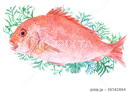 水彩画 鯛 魚 魚類の写真素材 - PIXTA