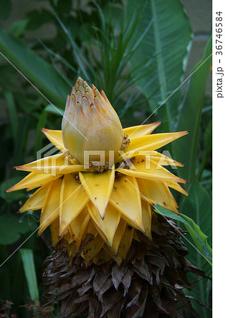 バナナの花 バナナ 苞 バショウ科の写真素材