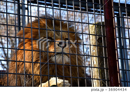 ライオン 檻 動物 哺乳類の写真素材