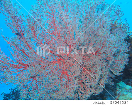 天然記念物リュウキュウイソバナ珊瑚 リュウキュウイソバナ - 長島敏春「逗子日乗」（旧「生命の