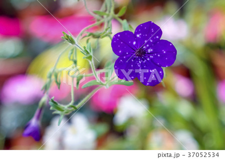 サフィニア サフィニア白 ペチュニア属 花壇の写真素材