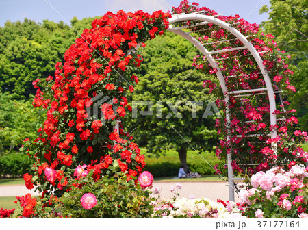 花 薔薇 薔薇園 アーチの写真素材 Pixta
