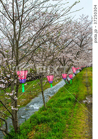 琴海花まつりの写真素材