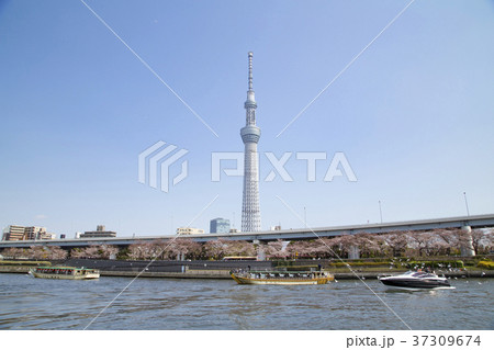 隅田川 東京スカイツリー 屋形船 桜の写真素材