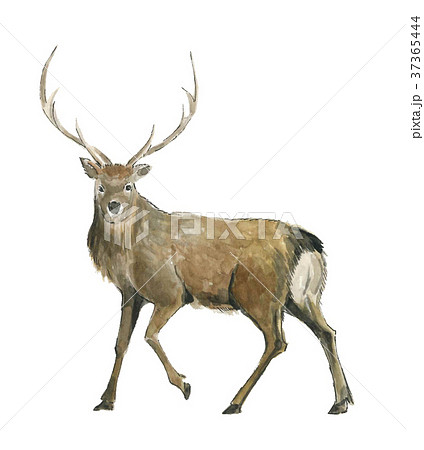 鹿 エゾシカ オス 野生動物のイラスト素材