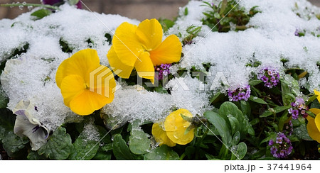 パンジー ビオラ 雪 花の写真素材