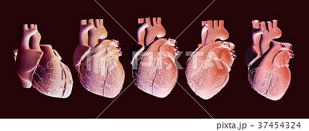 Human Heart Illustration In Various View Pointのイラスト素材