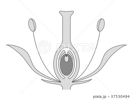 被子植物のイラスト素材