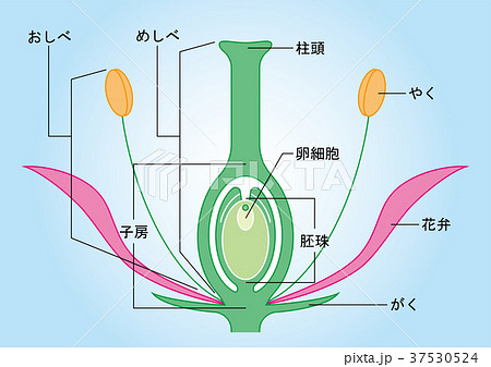 被子植物のイラスト素材