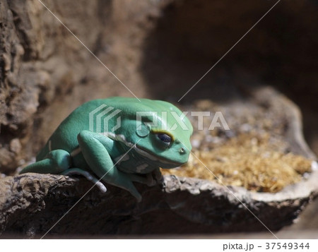 かえる 蛙 カエル 睡眠の写真素材