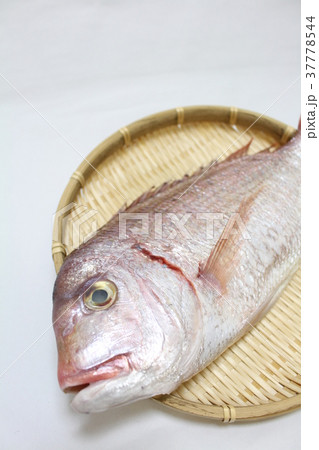 チダイ 魚 血鯛 チコの写真素材