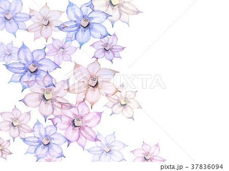 春 夏 花 背景 クレマチス 水彩 イラストのイラスト素材 37836094
