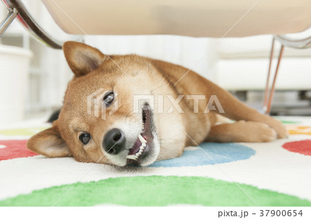 柴犬 犬 テーブルの下 テーブルの写真素材