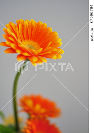 花 ガーベラ 一輪 シンプルの写真素材