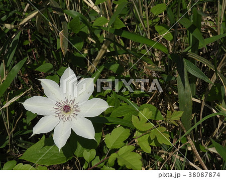 クレマチス 花 和風 岐阜県の写真素材 Pixta