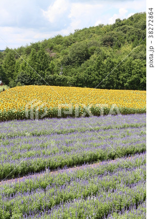 花畑 ラベンダー畑 世羅町の写真素材