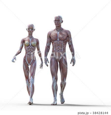 筋肉 解剖 構造 3dのイラスト素材