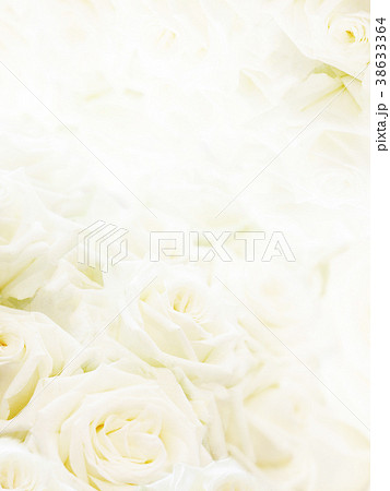 花 薔薇 花柄 白のイラスト素材