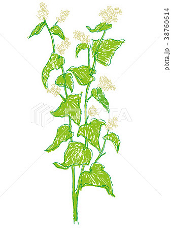 蕎麦の花のイラスト素材
