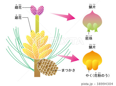 花 松 マツ 雄花のイラスト素材