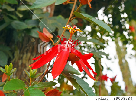 赤花トケイソウ 蕾の写真素材