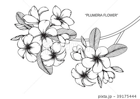 プルメリア シルエット 飾りの写真素材