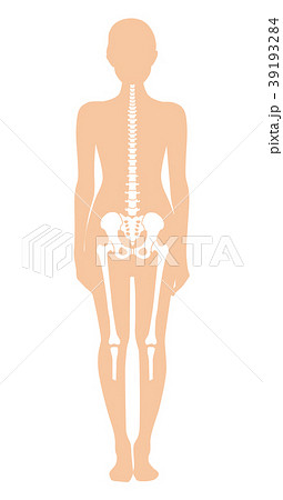 骨格 全身 女性 骨のイラスト素材