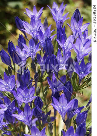 ブローディアの花の写真素材