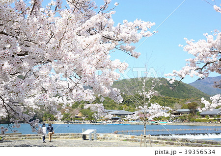 桜 花 嵐山 保津川の写真素材