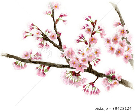 花 桜 ソメイヨシノ 枝の写真素材