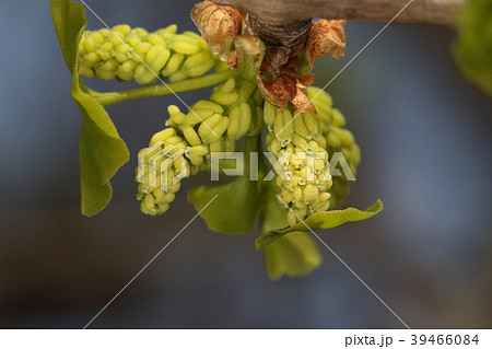 銀杏 公孫樹 雄花 雌花の写真素材