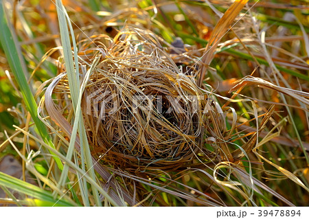 萱を利用して巣を作るネズミの写真素材