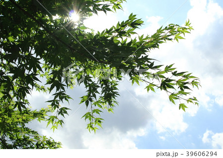 タケコプターの写真素材 Pixta