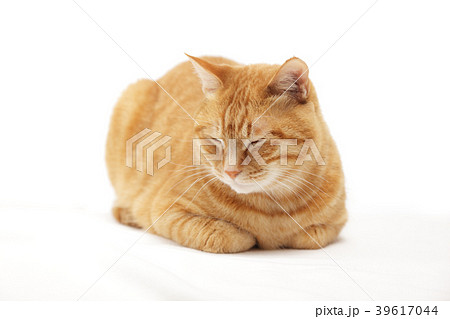 香箱座り 正面 ネコの写真素材