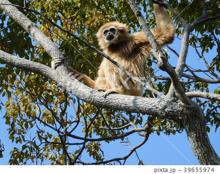 手長猿 テナガザル 猿 シロテナガザルの写真素材