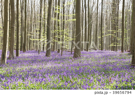 ブルーベル 花 花畑 イングリッシュブルーベルの写真素材