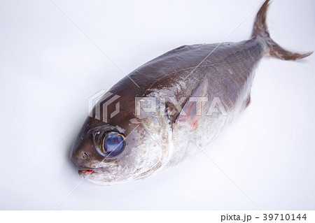目鯛 ダルマ アゴナシ 魚の写真素材