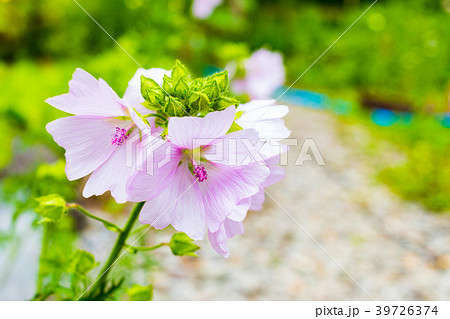 ゼラニウム 白 花壇 白い花の写真素材