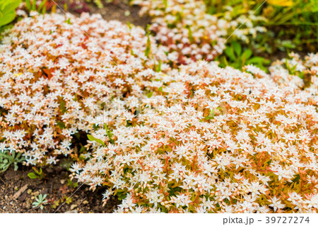 セダムの花 セダム 星型 多肉植物の写真素材