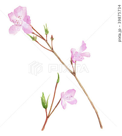 植物 花 ツツジ 水彩画のイラスト素材 - PIXTA