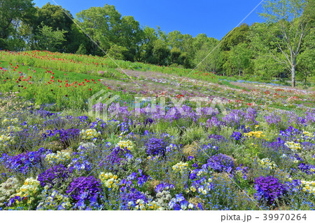 花 植物 ネモフィラ 神奈川県の写真素材 Pixta